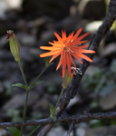 Silene Lacinieta 0829